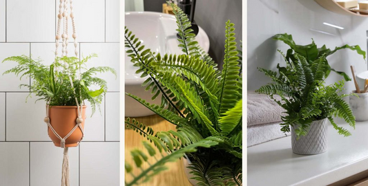 Five Best Plants to Transform Your Bathroom into a Bright, Spa-like Retreat